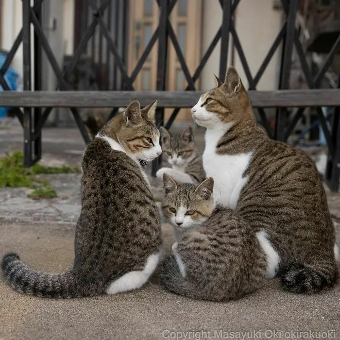 Stray Cats