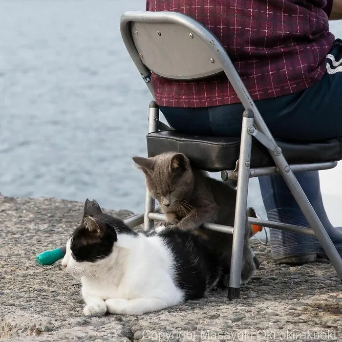 40 Unique Personalities Of Stray Cats As Captured By This Japanese Photographer (New Pics)