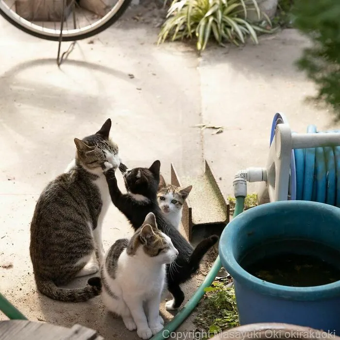 40 Unique Personalities Of Stray Cats As Captured By This Japanese Photographer (New Pics)
