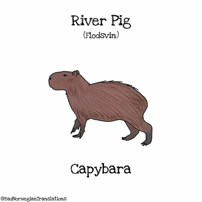 40 Brilliantly Literal Norwegian Words That Say Exactly What They Mean Illustrated By Me