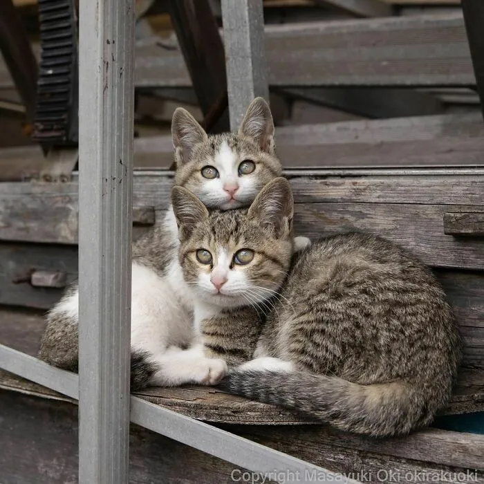 40 Unique Personalities Of Stray Cats As Captured By This Japanese Photographer (New Pics)