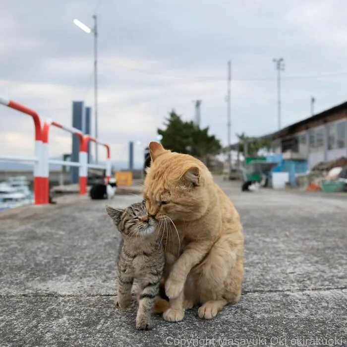 40 Unique Personalities Of Stray Cats As Captured By This Japanese Photographer (New Pics)