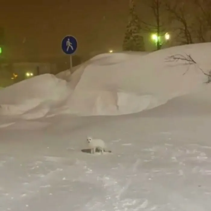 En la ciudad más fría de Rusia ha caído en 5 días tanta nieve como en 2 meses, y las fotos son surreales (30 imágenes)