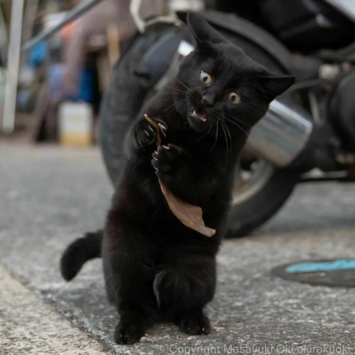 40 Unique Personalities Of Stray Cats As Captured By This Japanese Photographer (New Pics)
