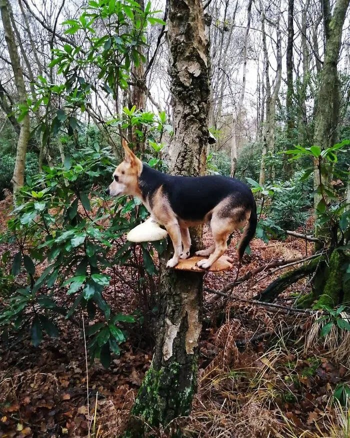 Dogs Standing On Mushrooms Is The Internet's New Favorite Thing (26 Pics)