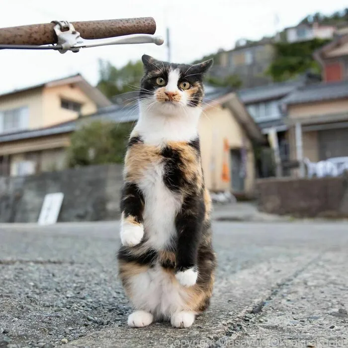 40 Unique Personalities Of Stray Cats As Captured By This Japanese Photographer (New Pics)