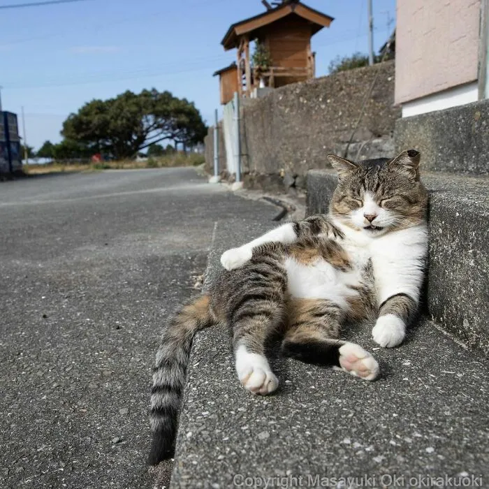 40 Unique Personalities Of Stray Cats As Captured By This Japanese Photographer (New Pics)