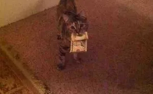 Hey Pandas, Post Your Favorite Cat Meme (Closed)