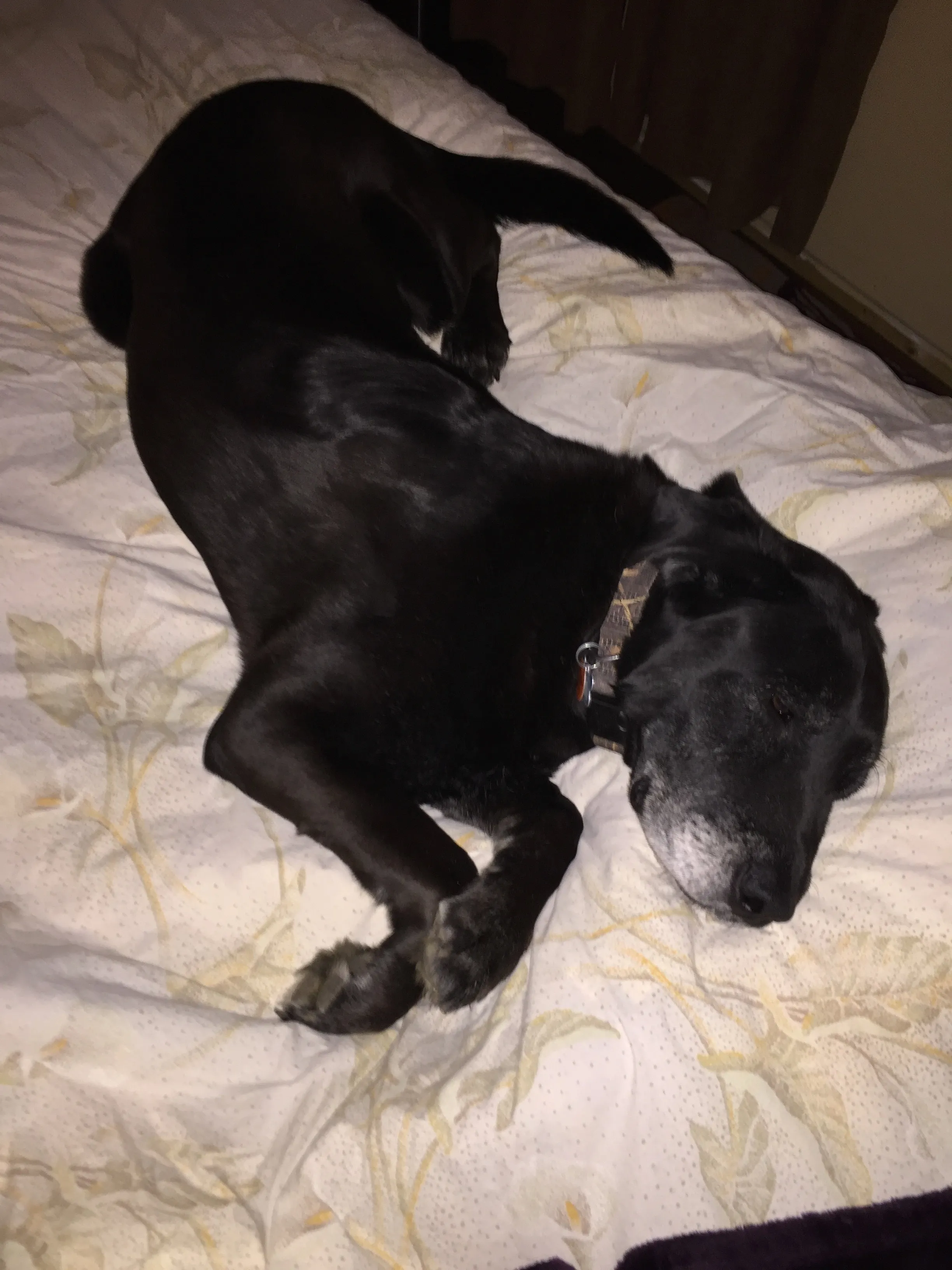 Pretzel Pooch