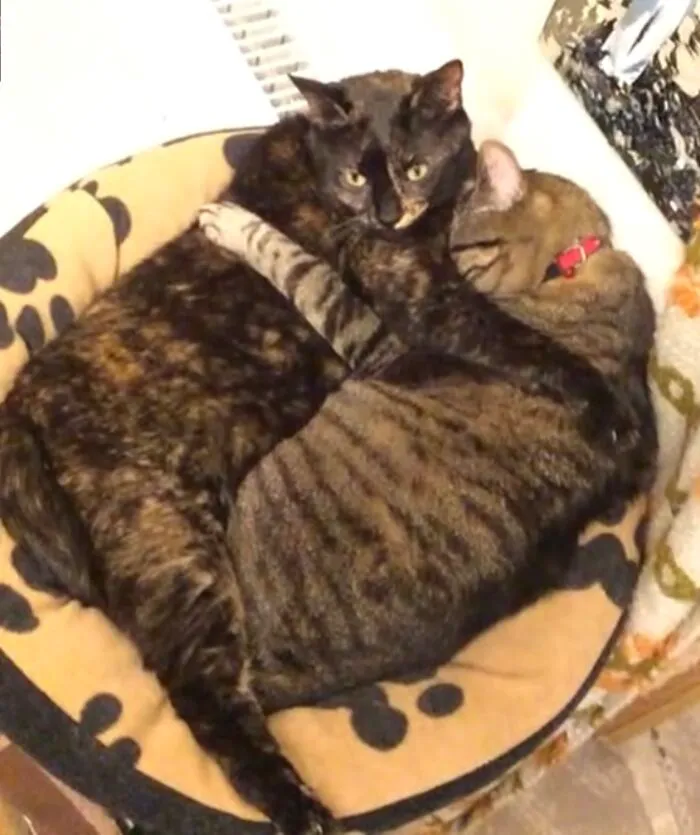 These Are Foxy And Xx. Xx Is 14 Y/O One Eyed Boi And Foxy Is 5 Y/O Girl, Who Loves Xx Since Day One