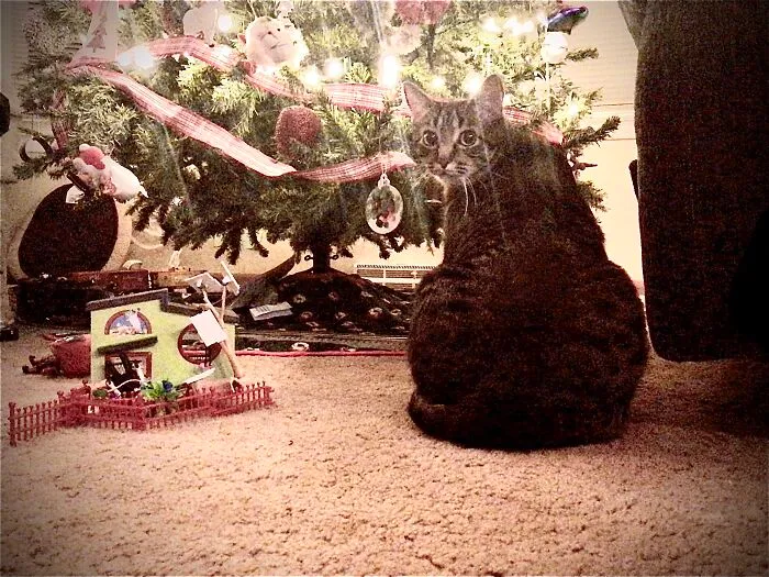 Again, My Cat Ringo.