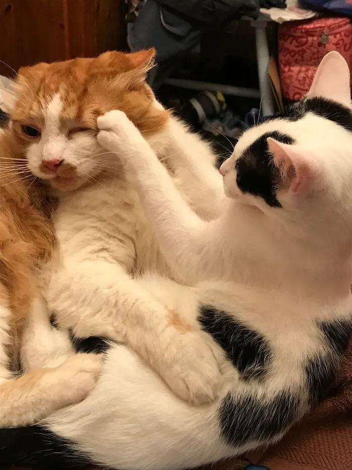 Thwack!  Eenie To Jasper: “Cuddle Ok But No Wash”