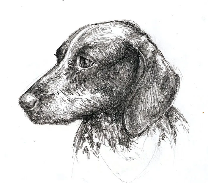 Pencil Drawing Of Pasha, A German Shorthaired Pointer