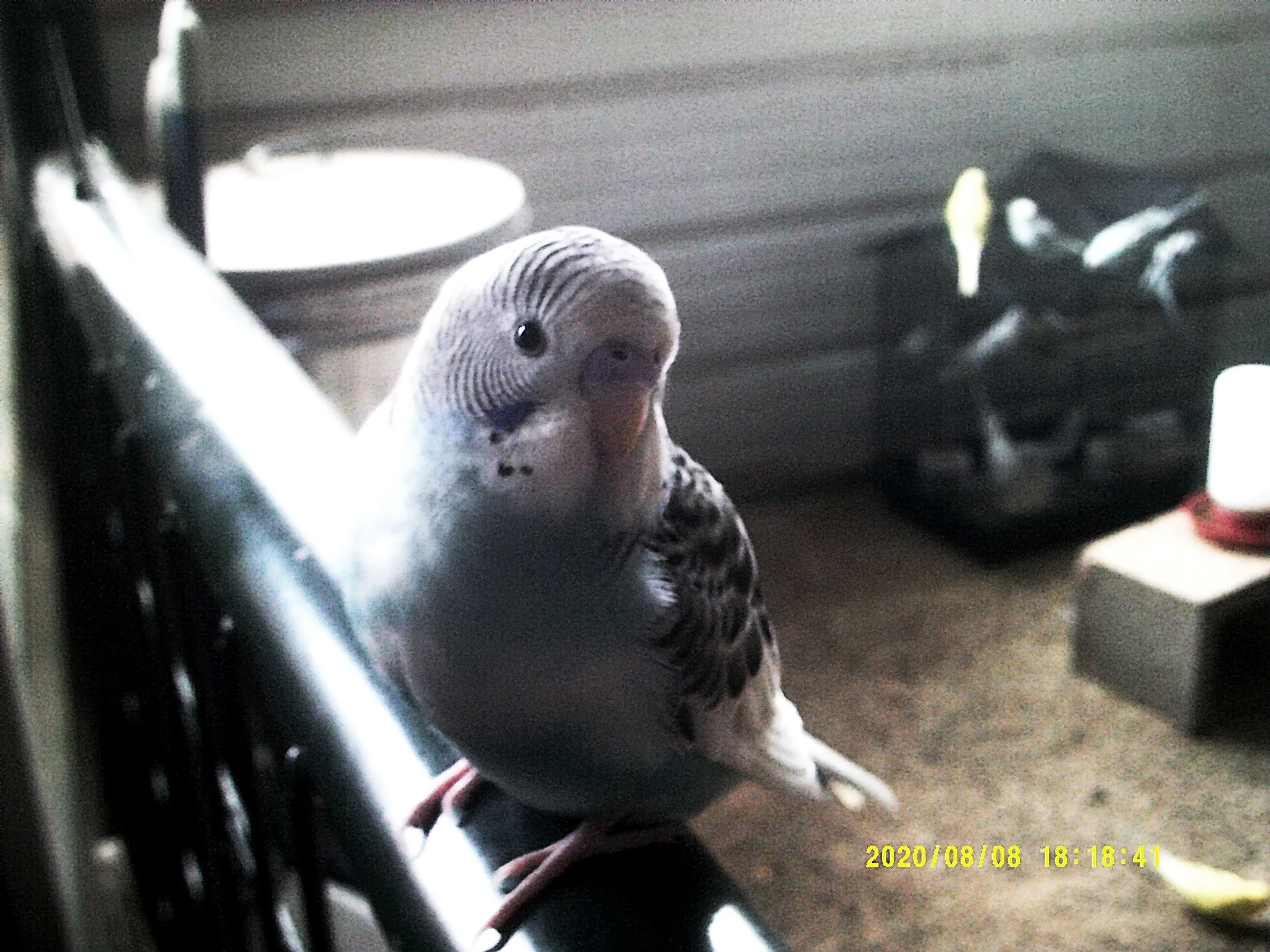 Photogenic Bird