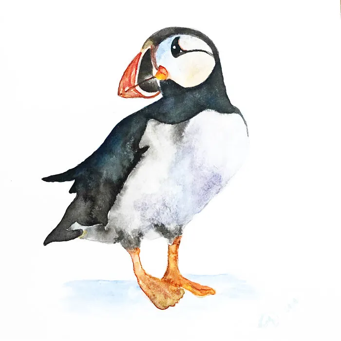 Big Puffin Fan!