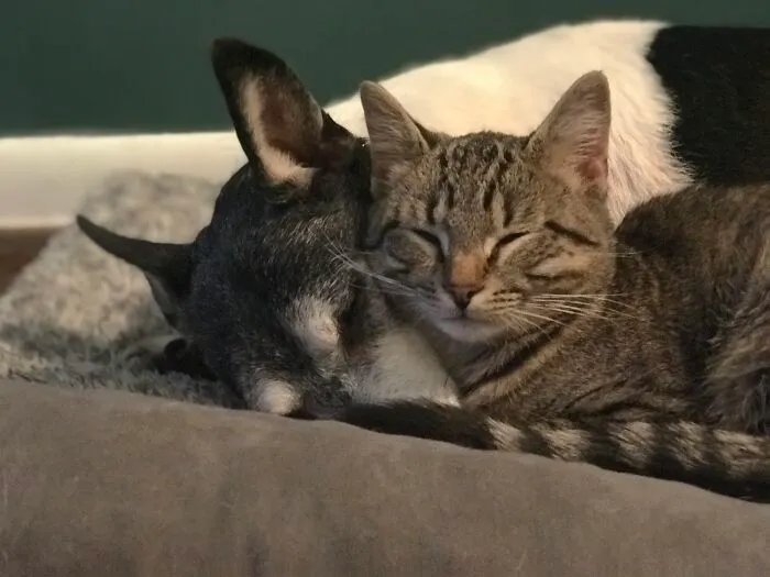 Little Buddies
