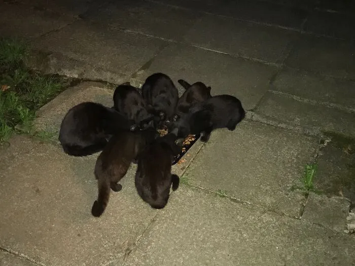 This Lot Are Not Mine But Used To Come To Me For Food In 2018. Their Owners Moved Out For 5 Months Whilst Their House Was Renovated. One Of Them Chose To Stay With Me