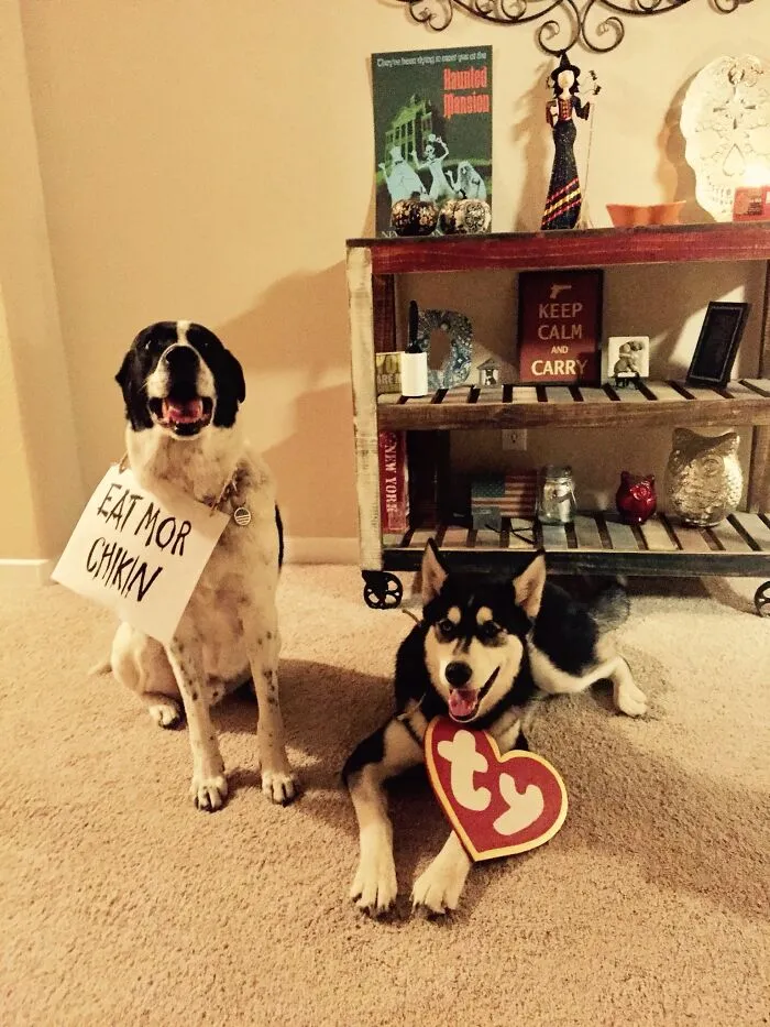 Give Us Chikin!