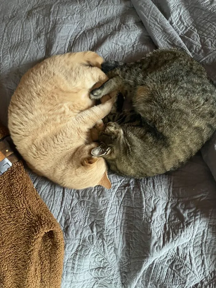 Walter And Homer...best Friends Furever
