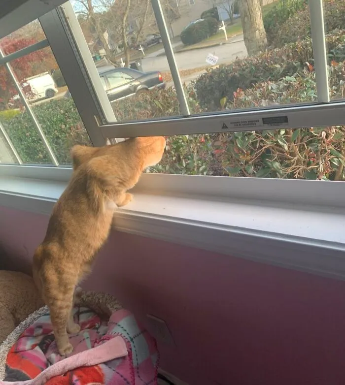 30 Photos Of Pets Being The Only Nosey Neighbors You Can't Be Annoyed At