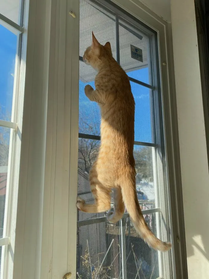 30 Photos Of Pets Being The Only Nosey Neighbors You Can't Be Annoyed At