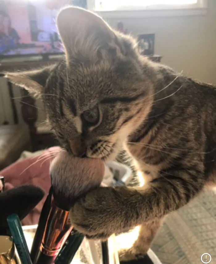 Little Cricket Playing Makeup