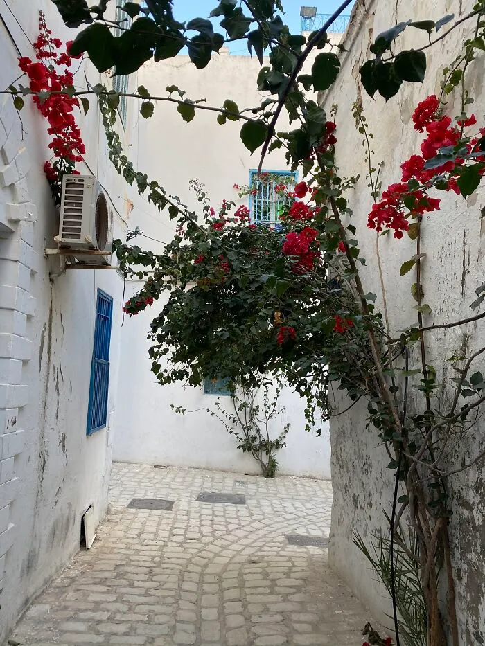 Another Common Sight - Flowers Creeping On Walls