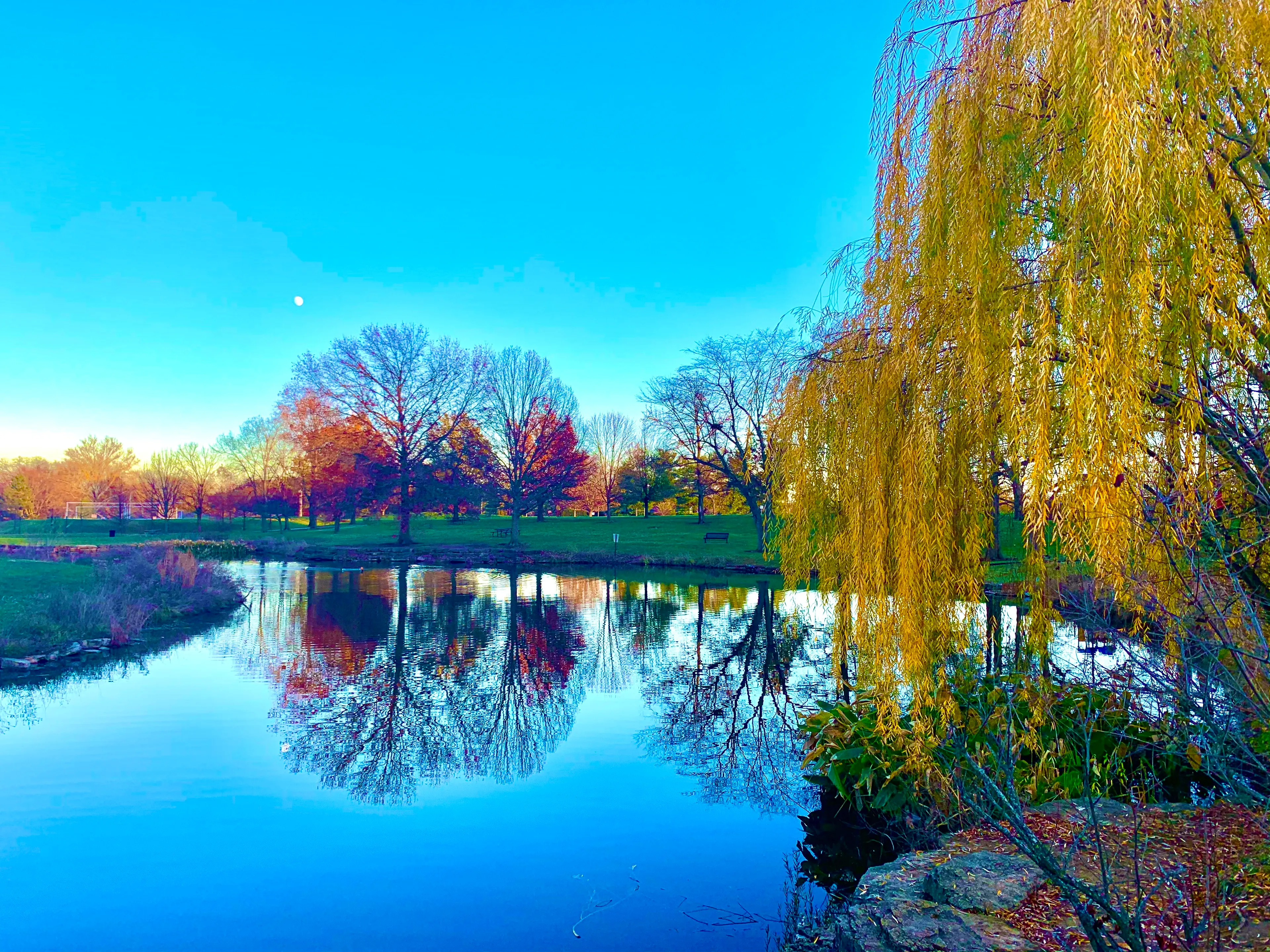 Autumn Tree Photos