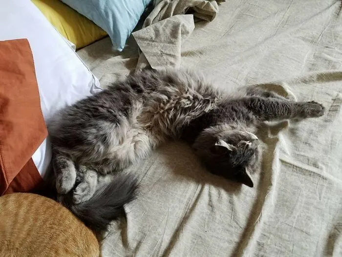Jack Meowington Is A Liquid