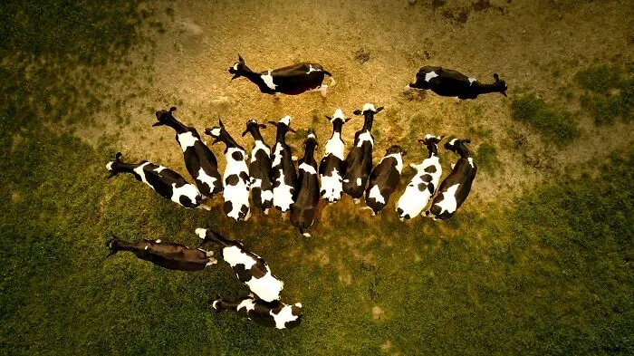 Herd Of Goat On Gray Field