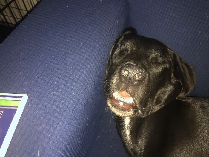 This Is Finneas. He Sleeps Like This All Of The Time...but What Makes It Better Is That He Snores Like A Grown Man Too!