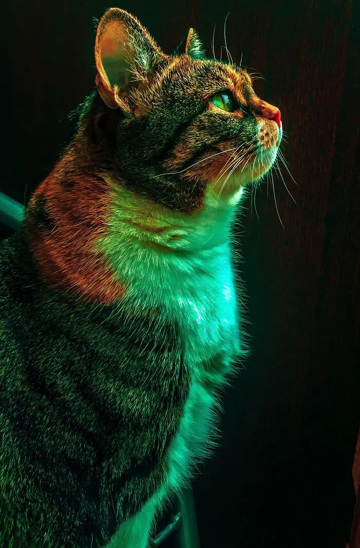 Portrait Of A Lady On Catnip