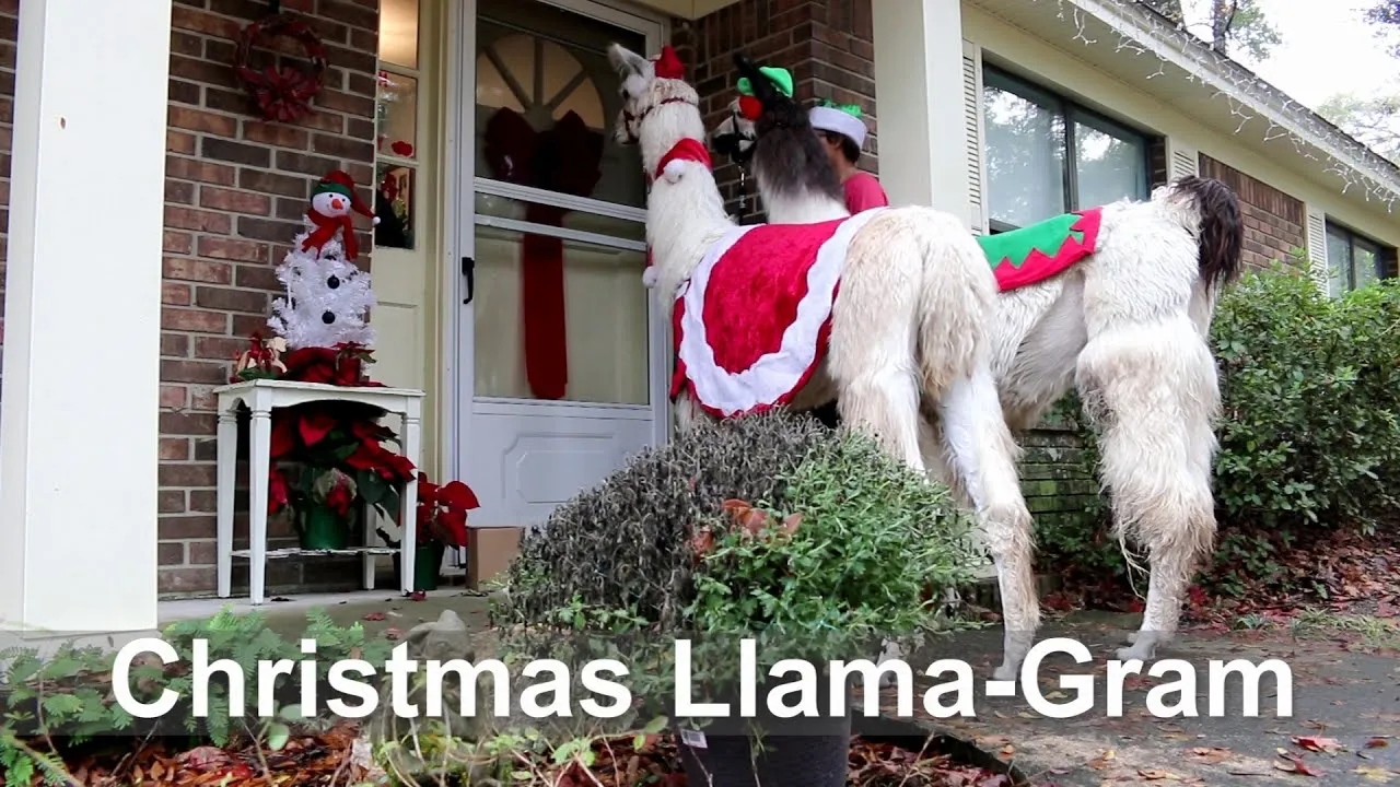 Christmas Llamas Show Up At Your Door