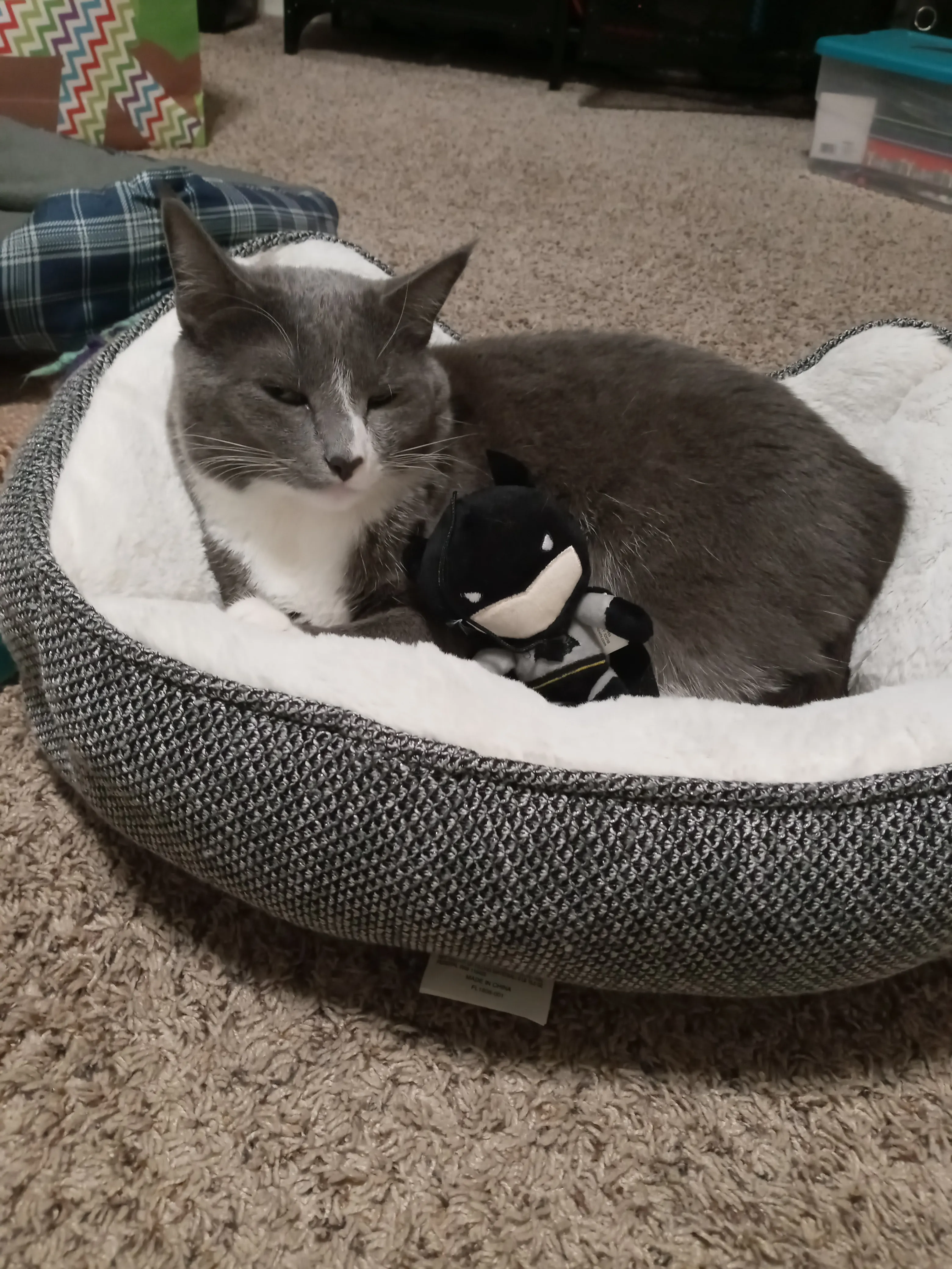 Here Is A Forum In Which You Can Share Photos Of Your Pets.