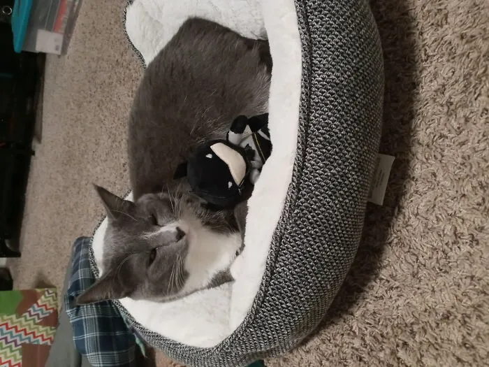 Batman And Kitty