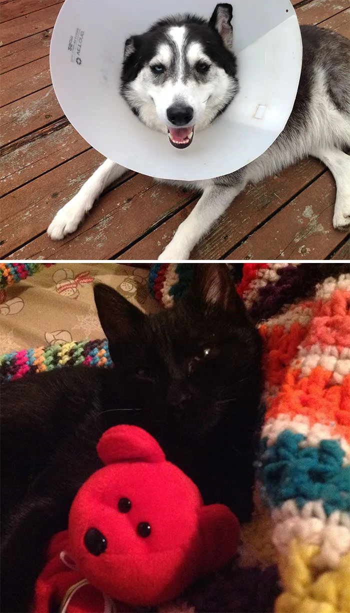 These Are My Pets
