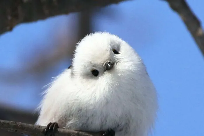 Flying Cotton Ball: Korean Crow-Tit