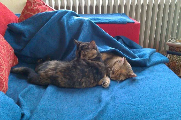 The Girls, Asleep