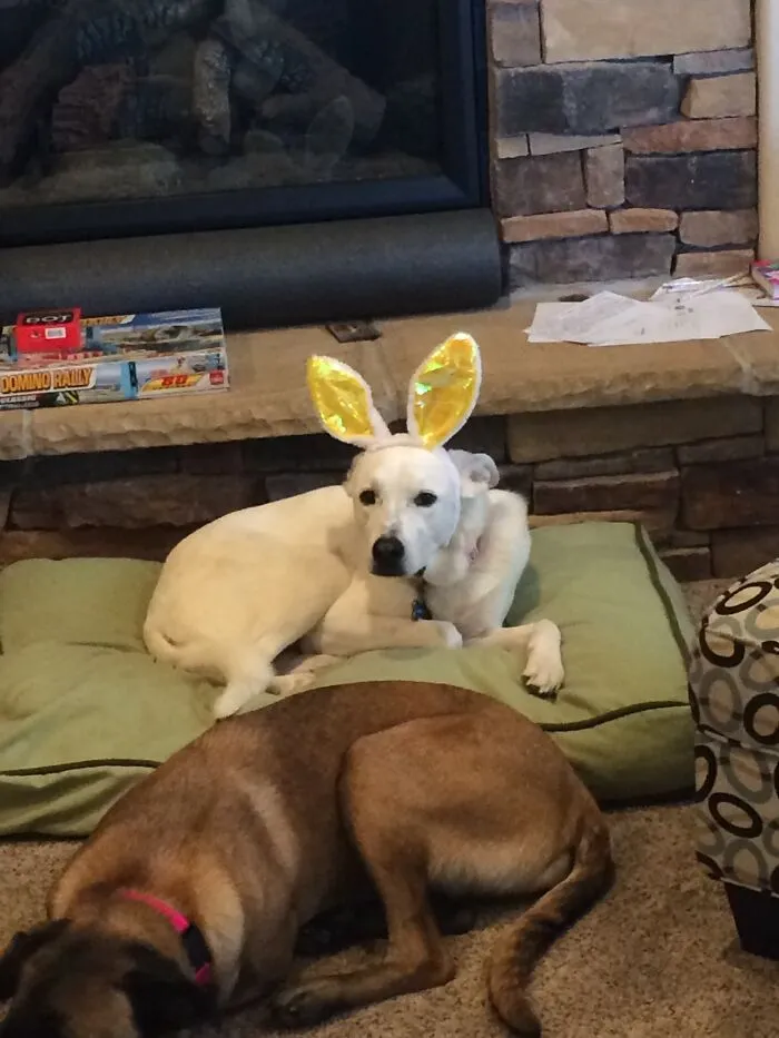 Easter Bun