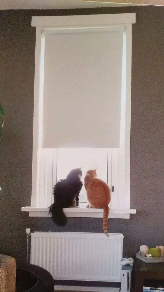The Big Fluff Is Still With Me, My Red Baby Yellow Passed Away. He Was My Shadow