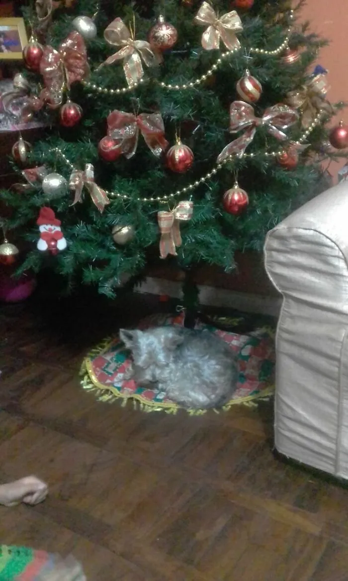 The First Xmas Gift!!!