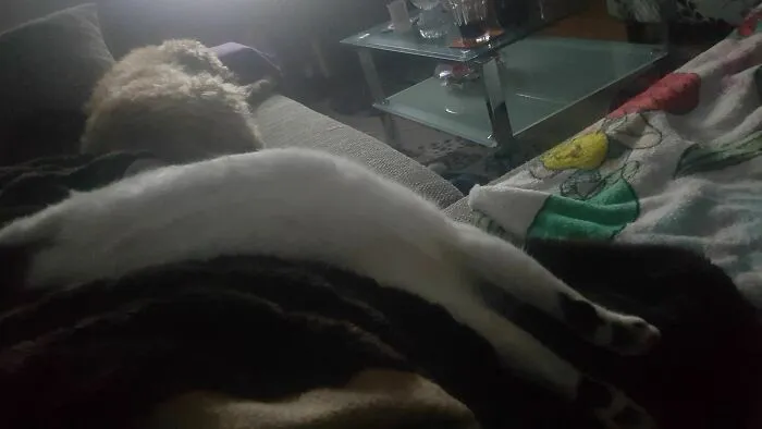 My Cat's Head Is On The Right Side...somewhere