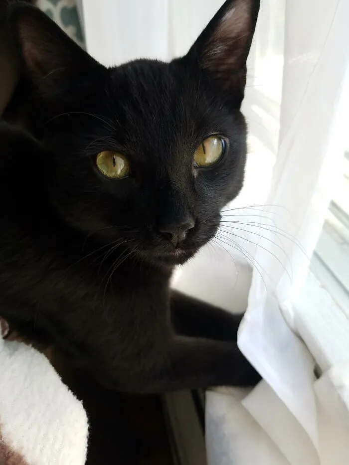 This Is Dennis