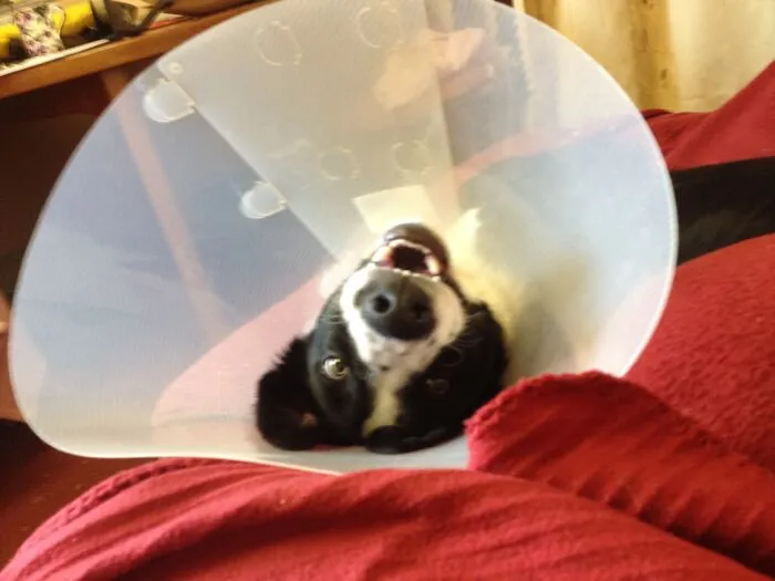 This Is My Lovely Boy Shilo Still Spaced Out From The Neutered After Being Neutered. He Was Fine A Few Hours Later