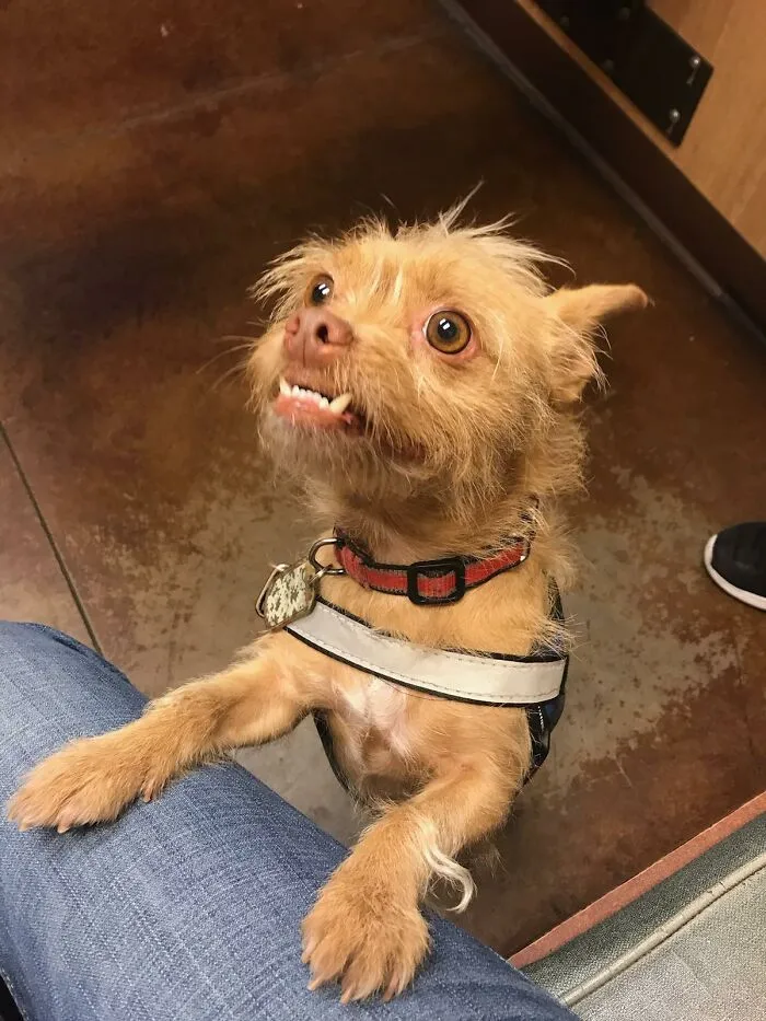 Scruffy At The Vet