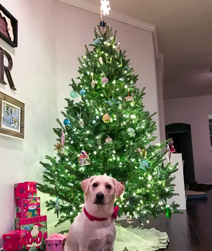 Grand Christmas Tree With My Buddy