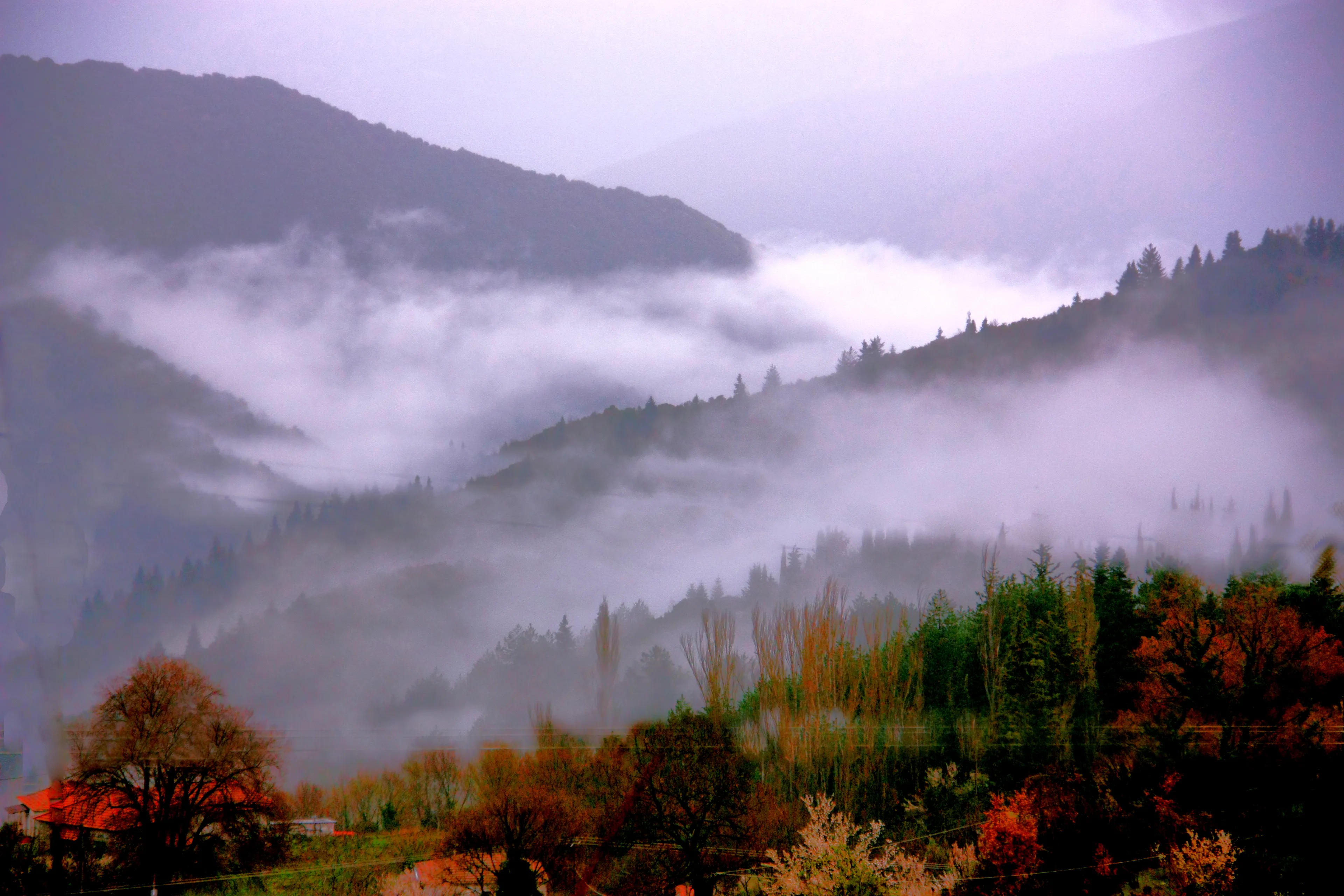 Fogy Day