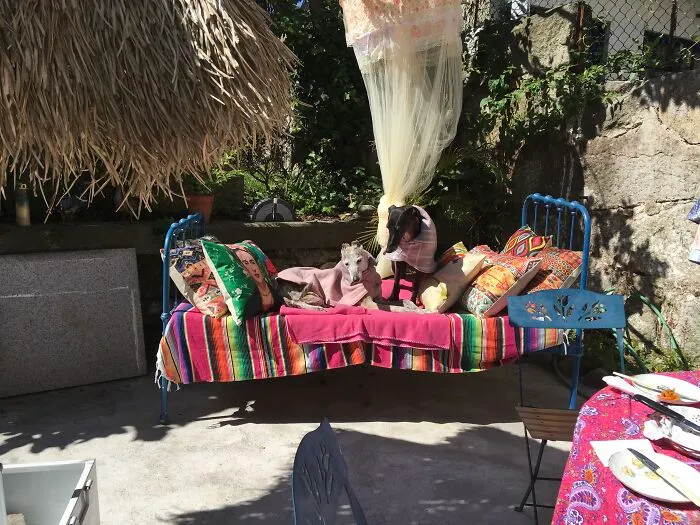37c.and The New Wintercoats Arrived...we Are Not Amused !