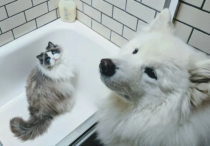 Cooper The Samoyed And His Little Sister Sophie