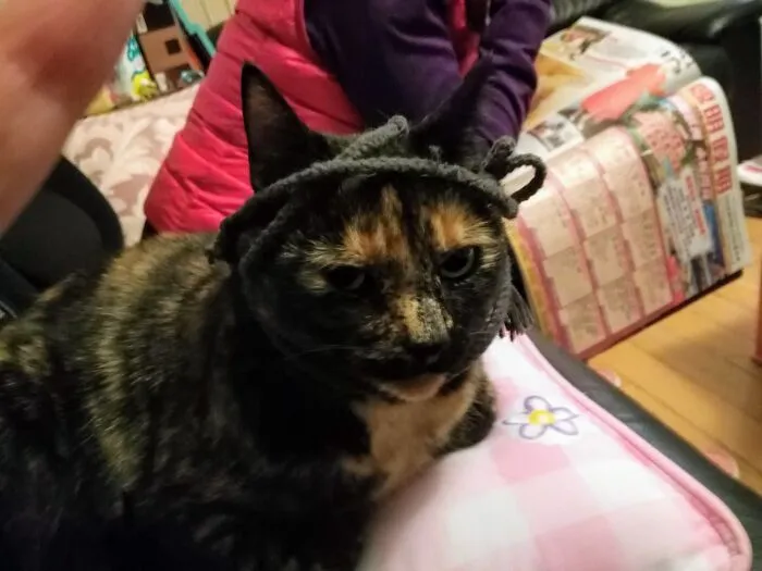 Lola Fell Asleep Playing With Some Yarn, Woke Up Like This (Yes, It Was Me 😜)